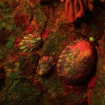 Rock wall scene, fluorescence (c) Charles Mazel