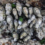 Mussels on rock, white light (c) Charles Mazel