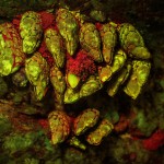 Mussels on rock, fluorescence (c) Charles Mazel