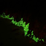 Anemone-covered rocks, fluorescence (c) Charles Mazel