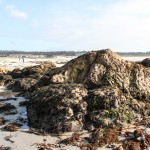 Tidepool area at north end of Asilomar State Beach (c) Charles Mazel