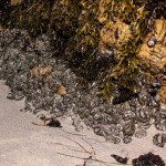 Anemone-covered rocks, white light (c) Charles Mazel