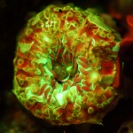 Aggregating anemone Anthopleura elegantissima, fluorescence (c) Charles Mazel