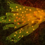 Red algae mostly bleached out, but still containng spots of pigment, fluorescence (c) Charles Mazel