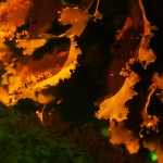 Red algae, fluorescence (c) Charles Mazel