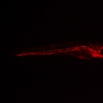 Zebrafish, gata1:dsRed and cmlc:GFP, green light excitation (c) Charles Mazel