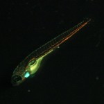Zebrafish, gata1:dsRed and cmlc:GFP, blue light excitation (c) Charles Mazel