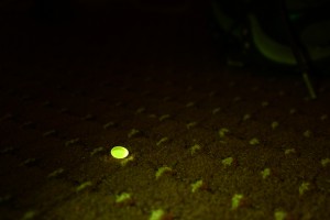 Floor with pill, fluorescence