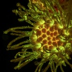 Ageratum under the microscope, fluorescence (c) Charles Mazel