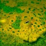 Flounder fluorescence (c) Barry Brown