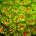 Coral fluorescence (c) Barry Brown