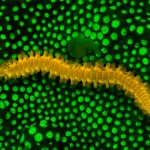 Fluorescence - bristleworm on coral (c) Barry Brown