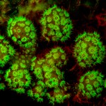 Fluorescent coral (c) Barry Brown