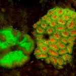 Corals fluorescing (c) Barry Brown