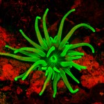 Anemone fluorescence (c) Barry Brown
