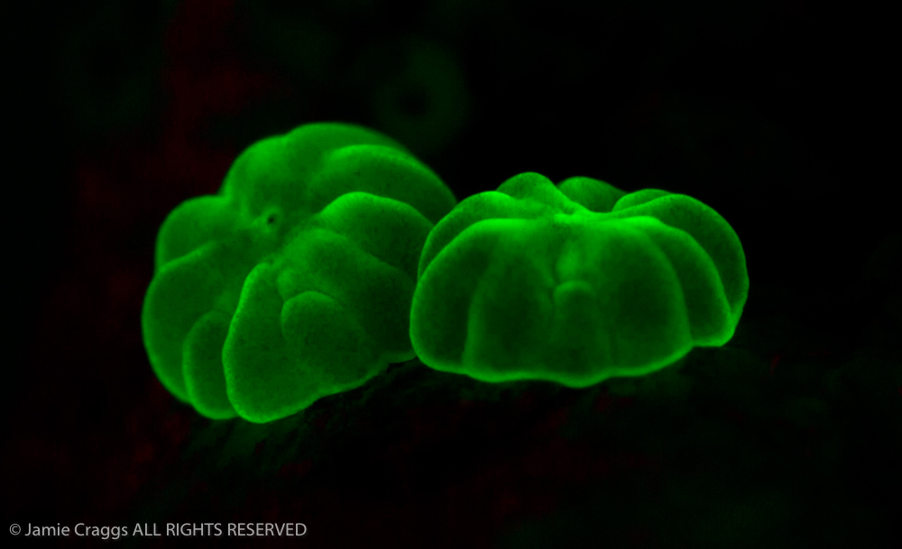 Newly settled coral polyps, fluorescence (c) Jamie Craggs, Horniman Museum & Gardens