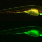 Transgenic fluorescent zebrafish photographed through longpass (top) and bandpass filters