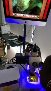 Fluorescent mineral samples under stereo microscope (c) Ben Dubin-Thaler