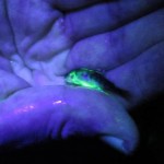 Calcein-stained rainbow trout illuminated by BlueStar light (c) Heidi Isner