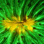 Coral fluorescing under microscope (c) Charles Mazel