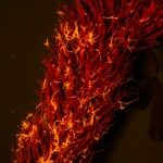 Seaweed fragment, fluorescence