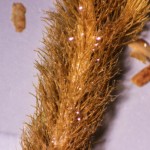 Seaweed fragment, white light