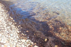 Seaweed floating along shore, Quisset Harbor, MA