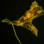 Seaweed fragment, fluorescence