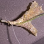 Seaweed fragment, white light