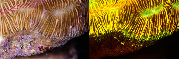 Leptoseris fluorescence