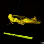 Melanoplus rotundipennis, side view, fluorescence