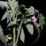 Grasshopper on tomato plant, white light