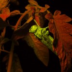 Grasshopper on tomato plant, fluorescence