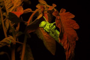 Grasshopper on tomato plant, fluorescence