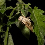 Grasshopper on tomato plant, white light