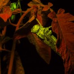 Grasshoppers on tomato plant, fluorescence