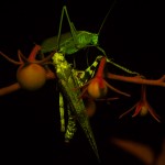 Grasshoppers on tomato plant, fluorescence