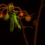 Grasshopper on tomato plant, fluorescence