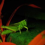 Grasshopper on concrete, fluorescence