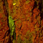 Grasshopper on tree, fluorescence