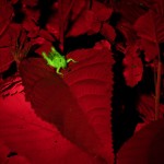 Grasshopper on plant, fluorescence