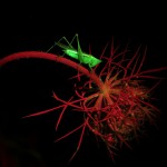 Grasshopper on Queen Anne's lace, fluorescence