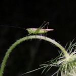 Grasshopper on Queen Anne's lace, white light