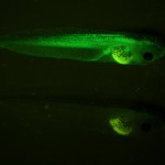 GFP-positive and -negative Xenopus imaged through the microscope