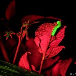 Tobacco hornworm on plant, fluorescence, Maine