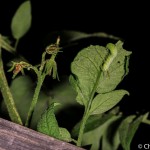 Tobacco hornworm on plant, white light, Maine