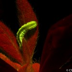 Inchworm on leaf, fluorescence, Maine