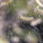 Fall webworms, white light, Vermont
