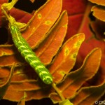 Fern moth caterpillar, Callopistria spp., fluorescence, Maine