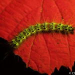 Fall webworm on leaf, fluorescence, Maine